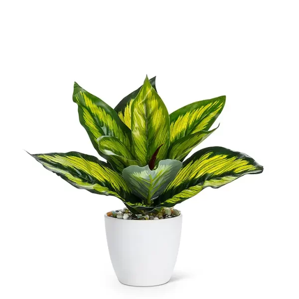 Md Varigated Leaf Plant-8" H