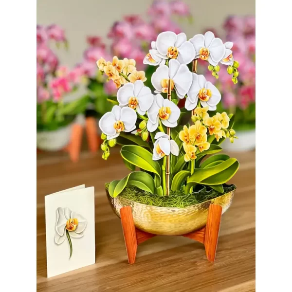 Serenity Orchid (Pop-Up Greeting Cards)