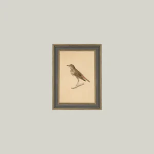 Bird Framed Antique Art