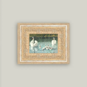 Swan Family